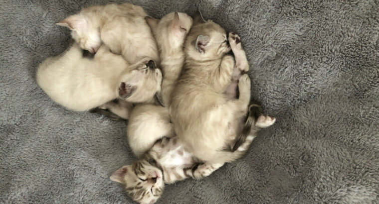 Purebred Snow Bengals…. microchipped and sterilized