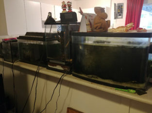 Terra and Aquariums with Supplies $300 OBO