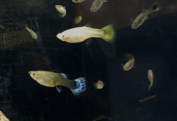 Male and female guppy’s