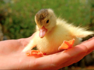 Wanted: Wanted: Ducklings