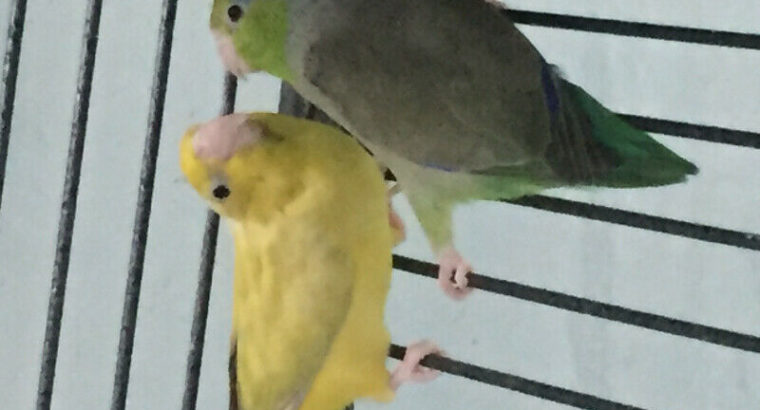 Parrotlets