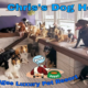 Pet Sitting-The People’s #1 Choice. Doggy Daycare & Boarding.