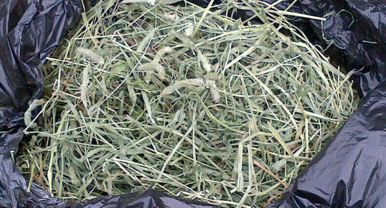 TIMOTHY HAY $1 CHEAP Fresh Cut Timothy Hay FREE DELIVERY