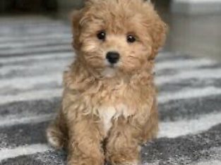 Wanted: Looking to buy a Maltipoo puppy