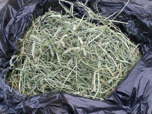 TIMOTHY HAY $1 CHEAP Fresh Cut Timothy Hay FREE DELIVERY