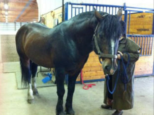 EQUINE AND PET REIKI