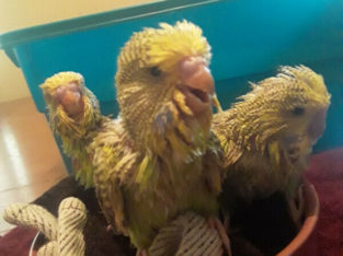 English Budgies