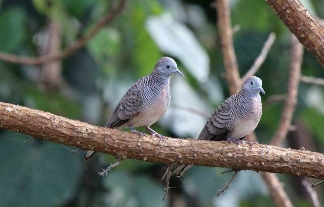 Zebra Doves