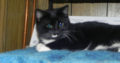 Oscar – Free Tuxedo Kitten