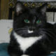 Oscar – Free Tuxedo Kitten
