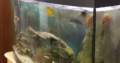 Aquarium For Sale ( Fish tank )