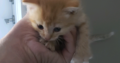 8 week old half Persian female kitten