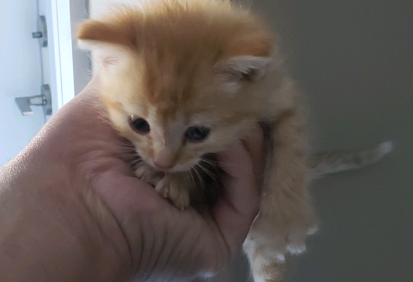 8 week old half Persian female kitten