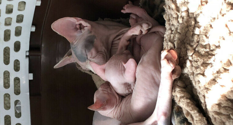 STUNNING SPHYNX (hairless) KITTENS