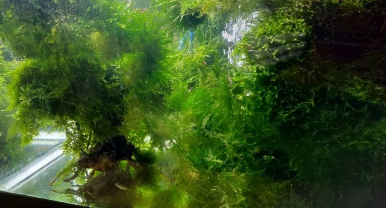 Beautiful Aquarium Moss