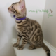 TICA registered Bengal kittens available