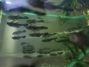 Bristlenose Pleco/Fish