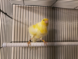 frill canary