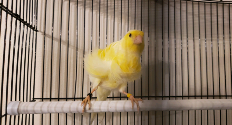 frill canary