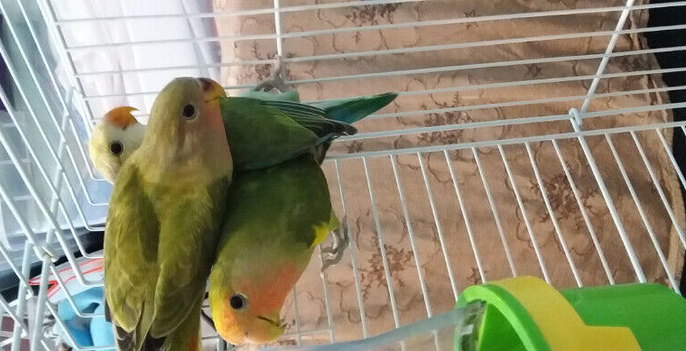 Lovebird babies