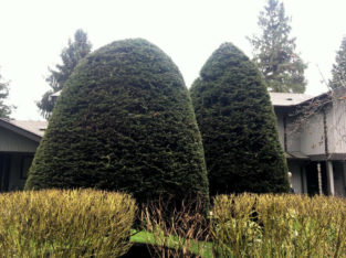 Cedar/Hedge & Shrub Trimming