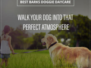 Dog Walking $110.00 a month Best Barks Doggie Daycare