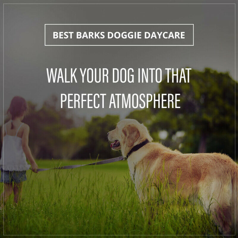 Dog Walking $110.00 a month Best Barks Doggie Daycare