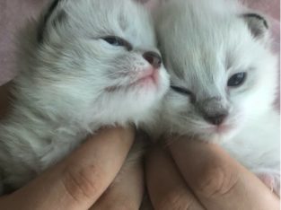 Ragdoll/Siamese kittens for sale