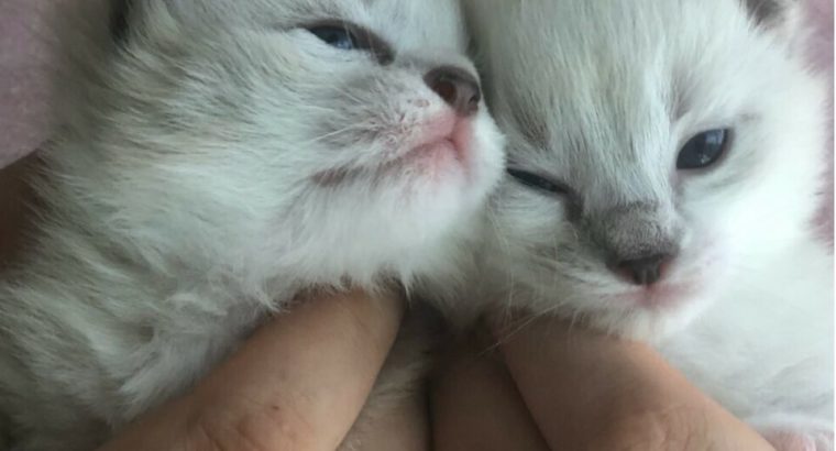 Ragdoll/Siamese kittens for sale