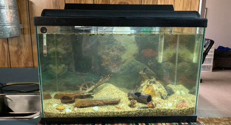 20 gallon fish tank w 19 fish!