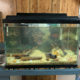 20 gallon fish tank w 19 fish!