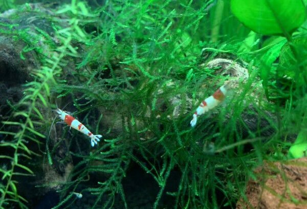 High Grade Crystal Red Shrimp