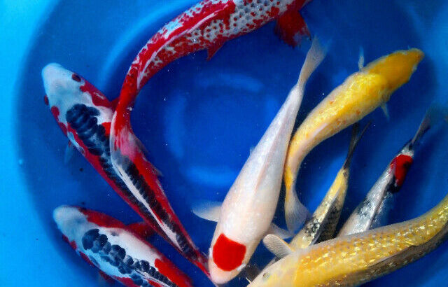 Genuine Koi Fish Flown In From Japan