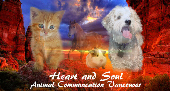 Pet Psychic Vancouver – Live or Deceased Communication