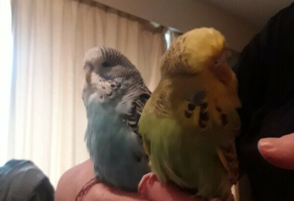 English Budgies