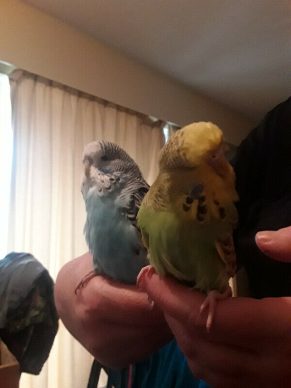 English Budgies