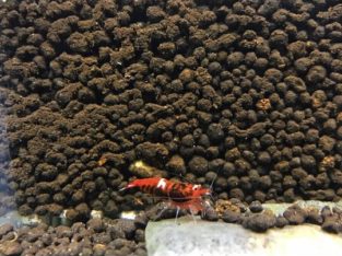 Shrimp( Wine red kingkong)