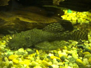 Bristlenose Plecos