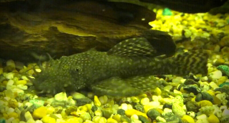 Bristlenose Plecos