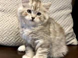 Rare AMERICAN BOBTAIL KITTENS-TICA REGISTERED