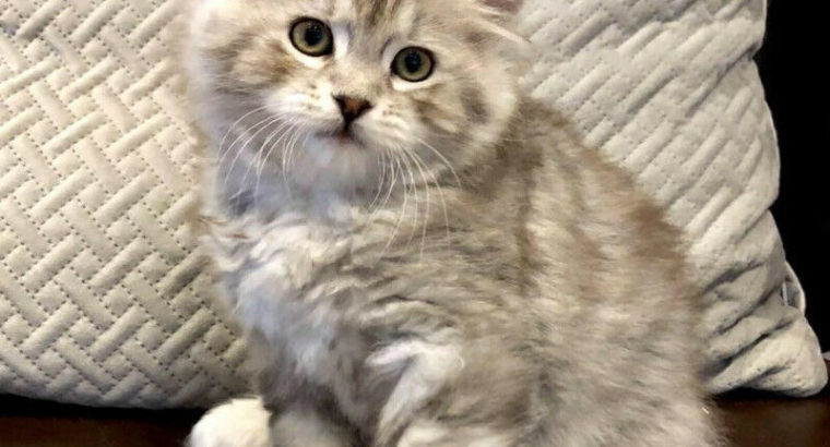 Rare AMERICAN BOBTAIL KITTENS-TICA REGISTERED