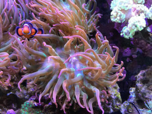 2 Anemones For Sale