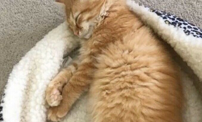 Wanted: ISO orange male tabby kitten