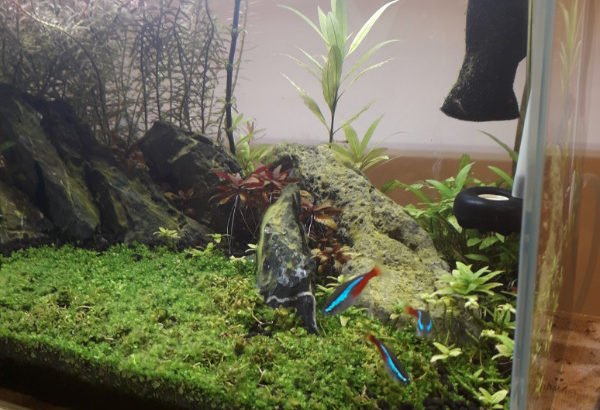 3 Neon Tetras/Ramshorn + Malaysian Trumpet Snail