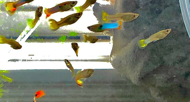 Male and female guppy’s