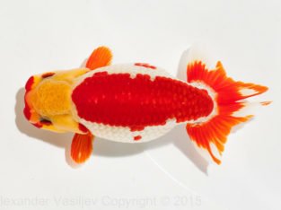 Ranchu Oranda Ryukin Wakin Aquarium Goldfish Fancy Goldfish