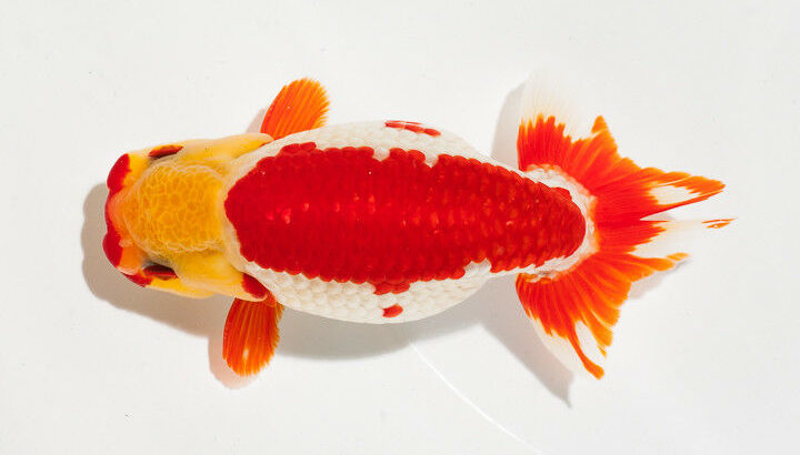 Ranchu Oranda Ryukin Wakin Aquarium Goldfish Fancy Goldfish