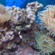 Live rock, corals, carpets, and others stuff