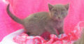 Adorable Russian Blue x Kittens Ready Now