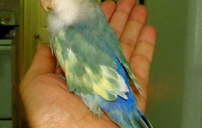 SUPER TAME handfed baby lovebird (whiteface blue)